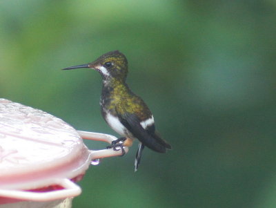 Black-belliedThorntailfemale.jpg