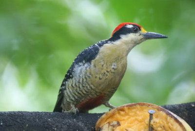 Black-cheekedWoodpecker.jpg