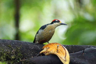 Black-cheekedWoodpecker2.jpg