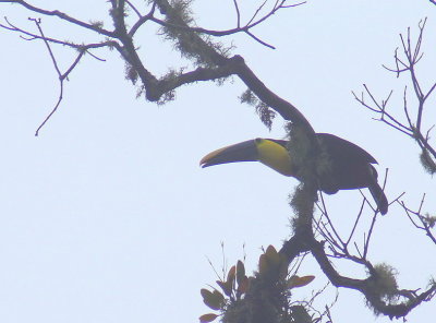 Black-mandibilledToucan.jpg