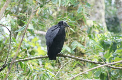 BlackVulture.jpg