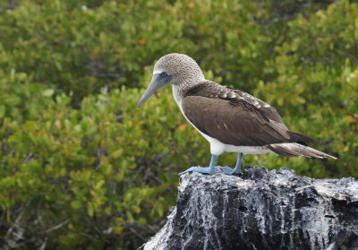 Blue-footedBooby.jpg