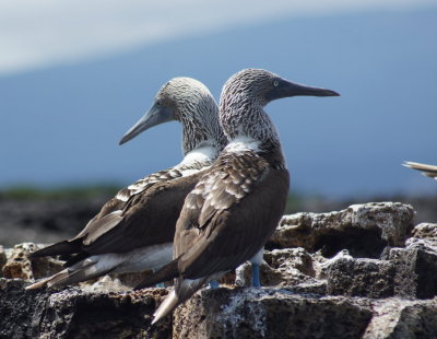 Blue-footedBooby2.jpg