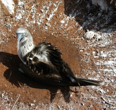 Blue-footedBooby4.jpg