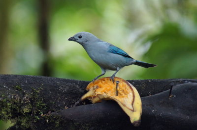 Blue-greyTanager2.jpg