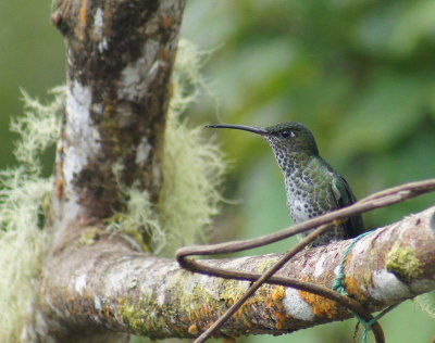 BootedRacquet-tailfemale.jpg