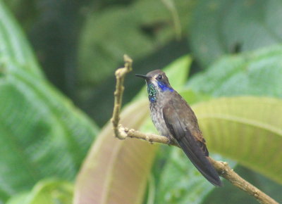 BrownVioletear.jpg