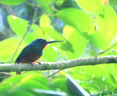 Coppery-chestedJacamar.jpg