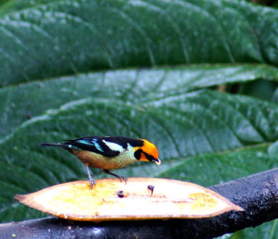 Flame-facedTanager.jpg
