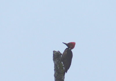 GuayaquilWoodpecker.jpg