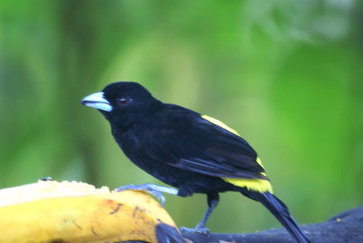 Lemon-rumpedTanager2.jpg