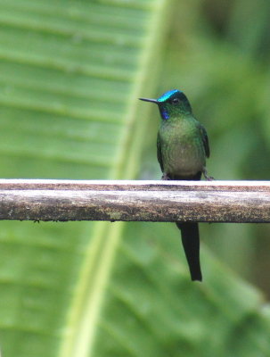 Long-taileSylph.jpg