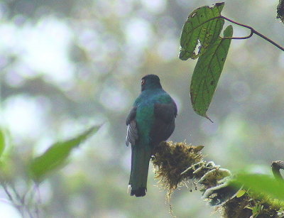 MaskedTrogon.jpg