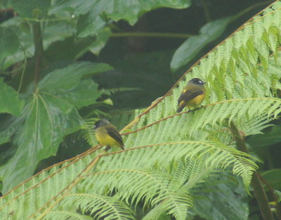 OrnateFlycatcher.jpg