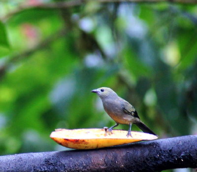PalmTanager.jpg