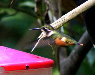 Purple-ThroatedWoodstarfemale2.jpg