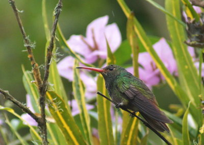 Rufous-tailedHummingbird.jpg