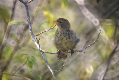 Sharp-billedGroundFinch.jpg