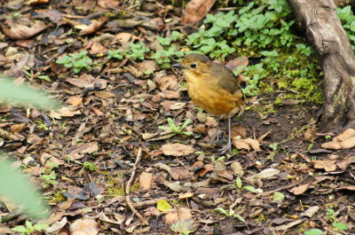 TawnyAntpitta2.jpg