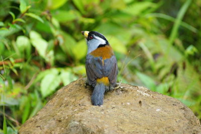 ToucanBarbet.jpg