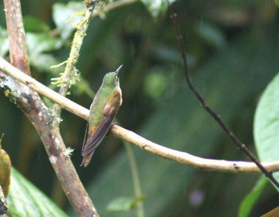 TyrianMetaltail.jpg