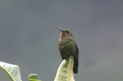TyrianMetaltail2.jpg
