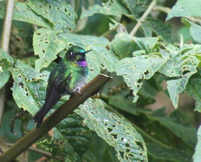Violet-frontedBrilliant.jpg