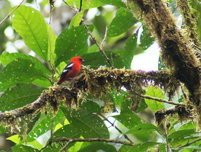 White-wingedTanager.jpg