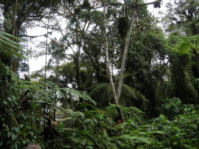 Cloud forest16.jpg