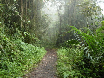 Cloud forest18.jpg