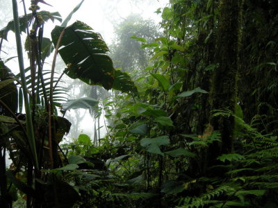Cloud forest19.jpg