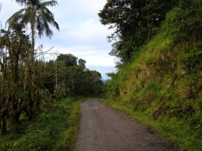 Cloud forest2.jpg