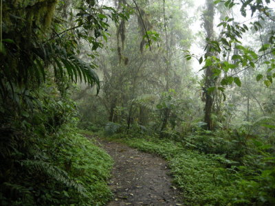 Cloud forest20.jpg
