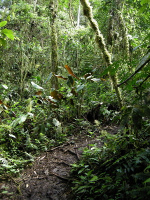 Cloud forest21.jpg