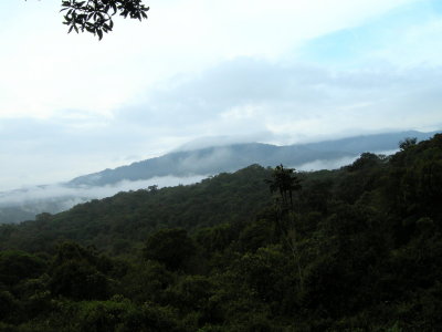 Cloud forest22.jpg