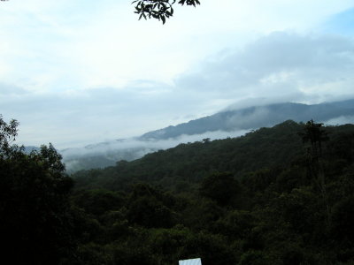 Cloud forest23.jpg