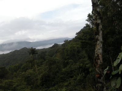 Cloud forest24.jpg