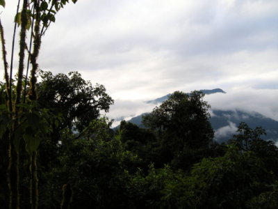 Cloud forest3.jpg