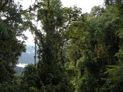 Cloud forest4.jpg