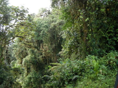 Cloud forest5.jpg