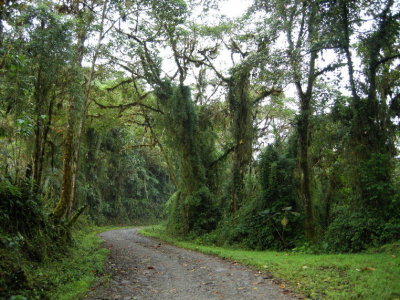 Cloud forest7.jpg
