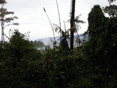 Cloud forest8.jpg