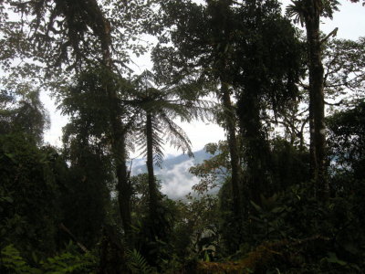 Cloud forest9.jpg