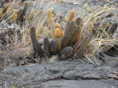 Galapagos cactus.jpg