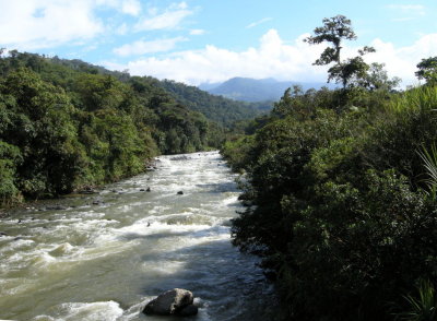JUngle stream2.jpg
