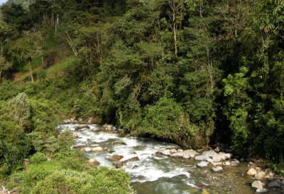 Jungle stream.jpg