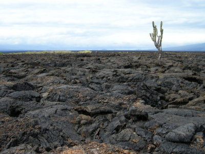 Lava with cactus.jpg