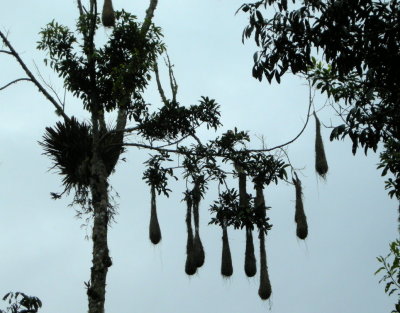 Oropendola nests.jpg