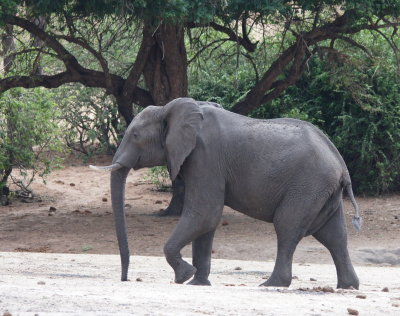 African Elephant.jpg