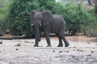 African Elephant2.jpg